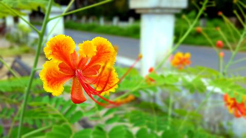 Goa Flowers - Download Goa Photos